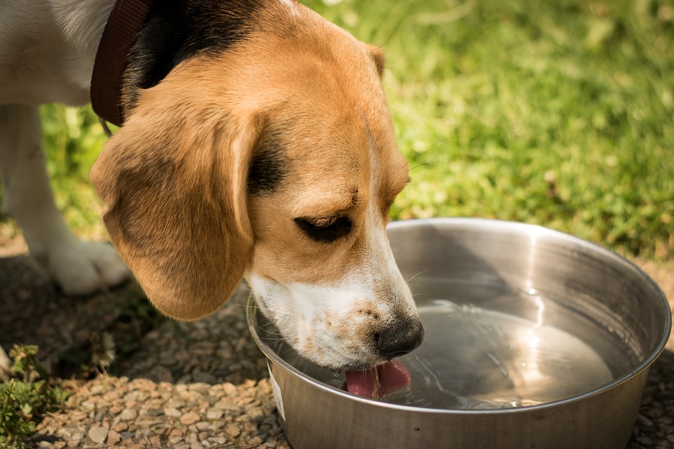 Dog drinking water