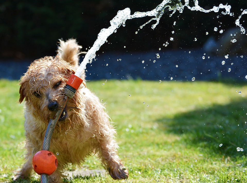 Hydration of dogs