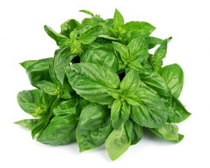 Basil Leaves