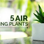 5-Air-Cleaning-Plants