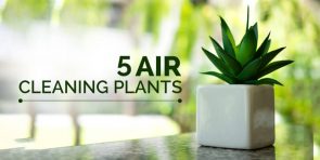 5-Air-Cleaning-Plants